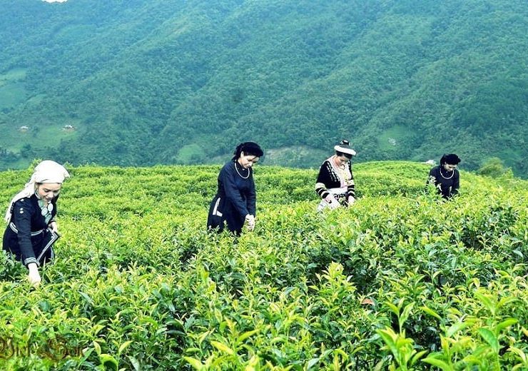 Chè đắng Cao Bằng,