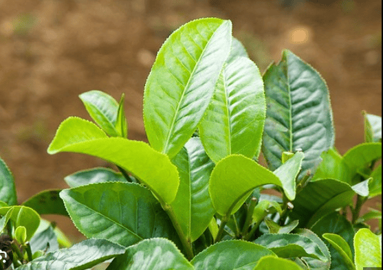 chè đắng Cao Bằng
