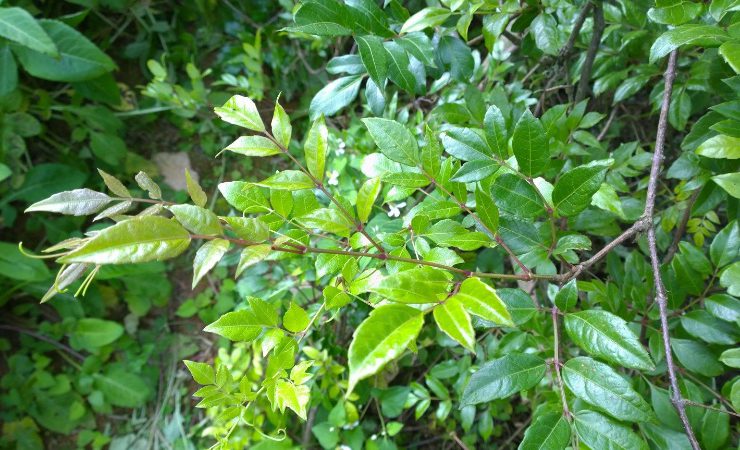 Chè đắng Cao Bằng