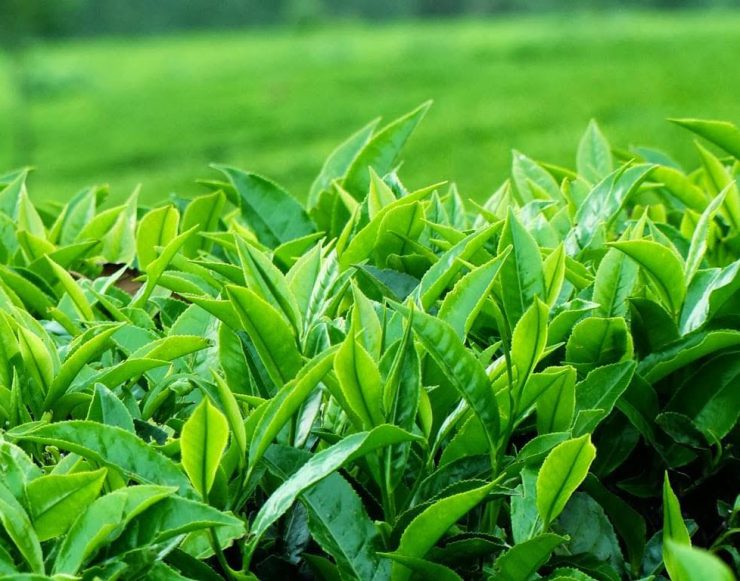 chè đắng Cao Bằng