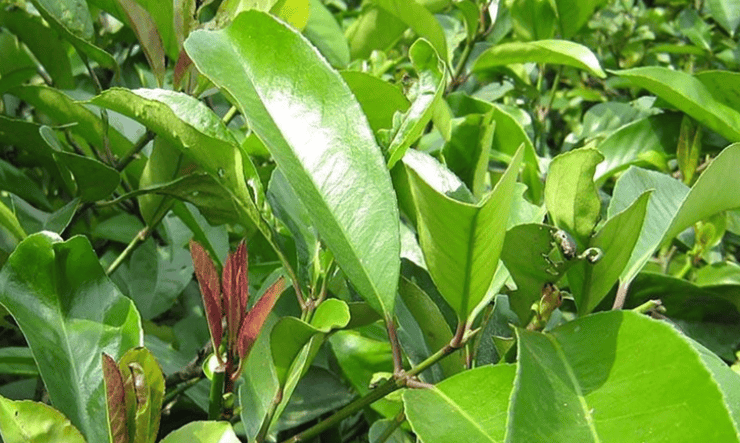chè đắng Cao Bằng