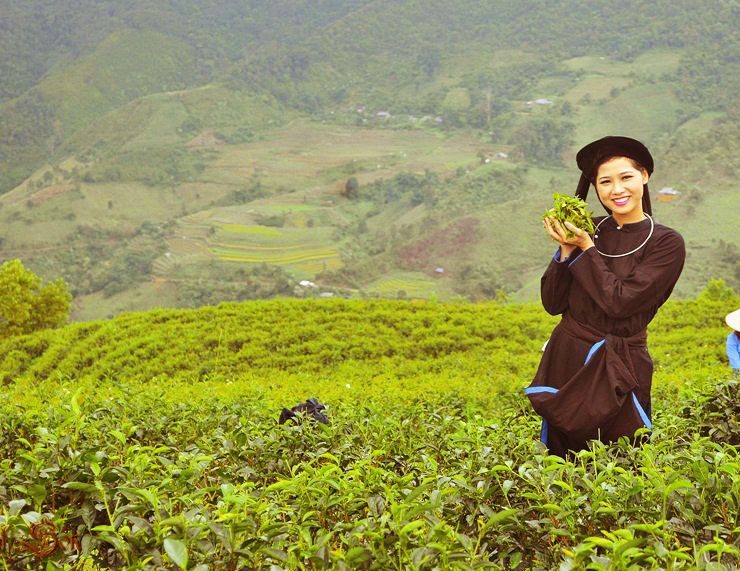 chè đắng Cao Bằng
