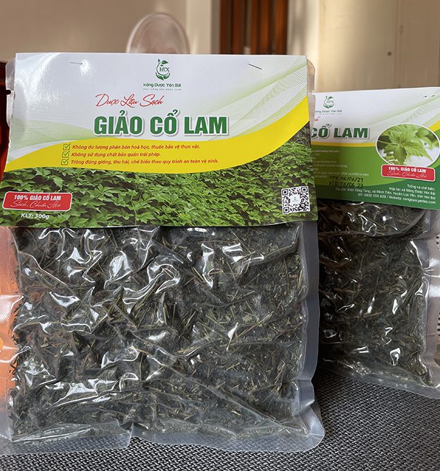Trà giảo cổ lam