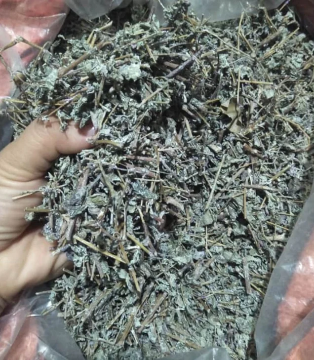 Chè dây Cao Bằng