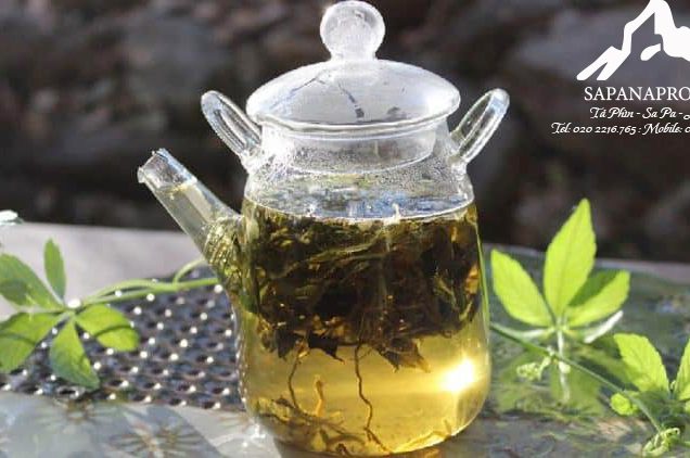 Trà giảo cổ lam - Hình ảnh 2
