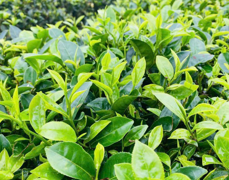 chè đắng Cao Bằng 