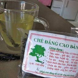 Chè đắng Cao Bằng - Hình ảnh 2