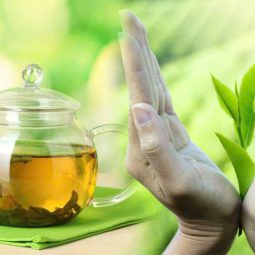 Chè đắng Cao Bằng - Hình ảnh 4